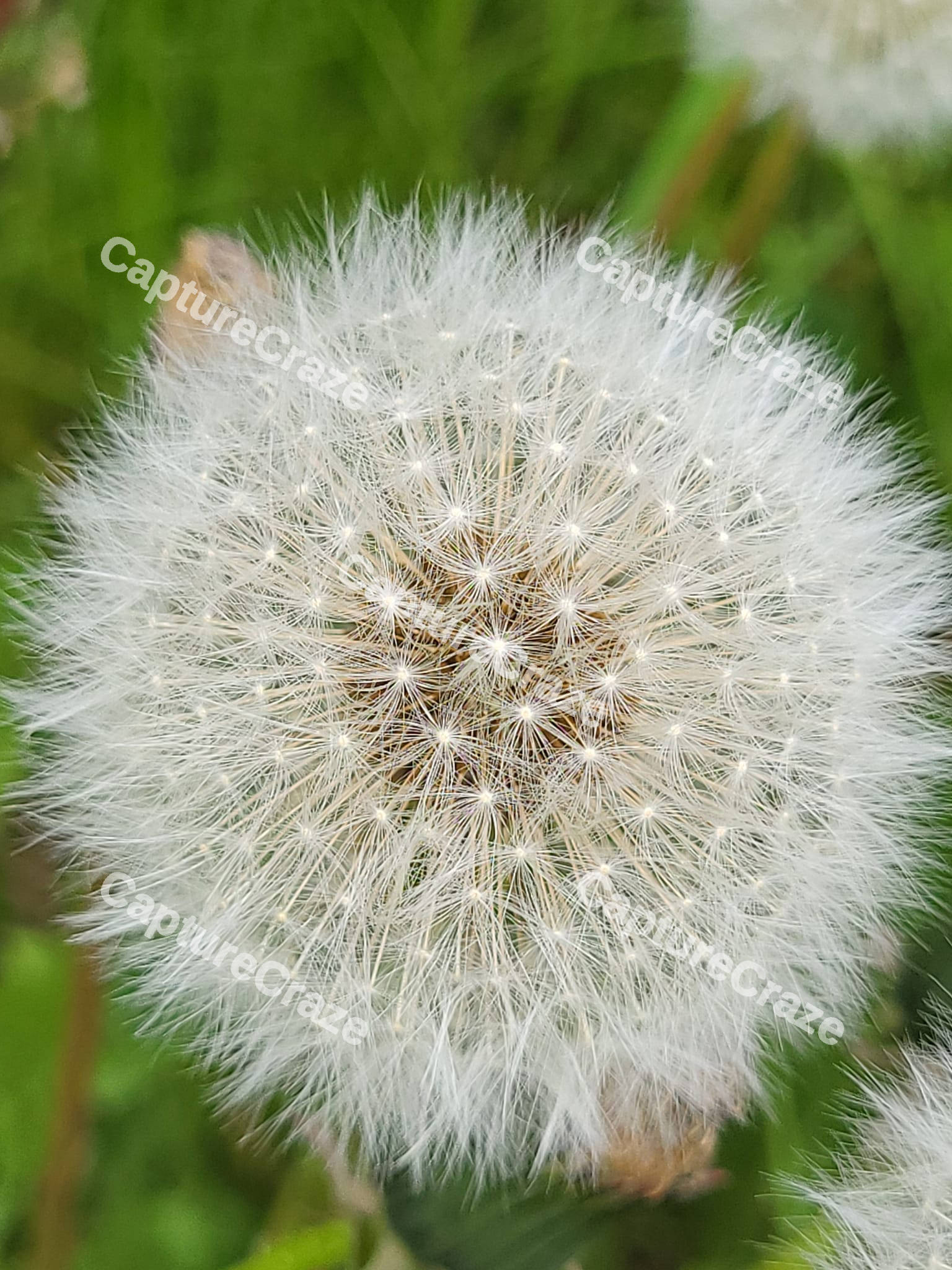 Dandelion Flower
